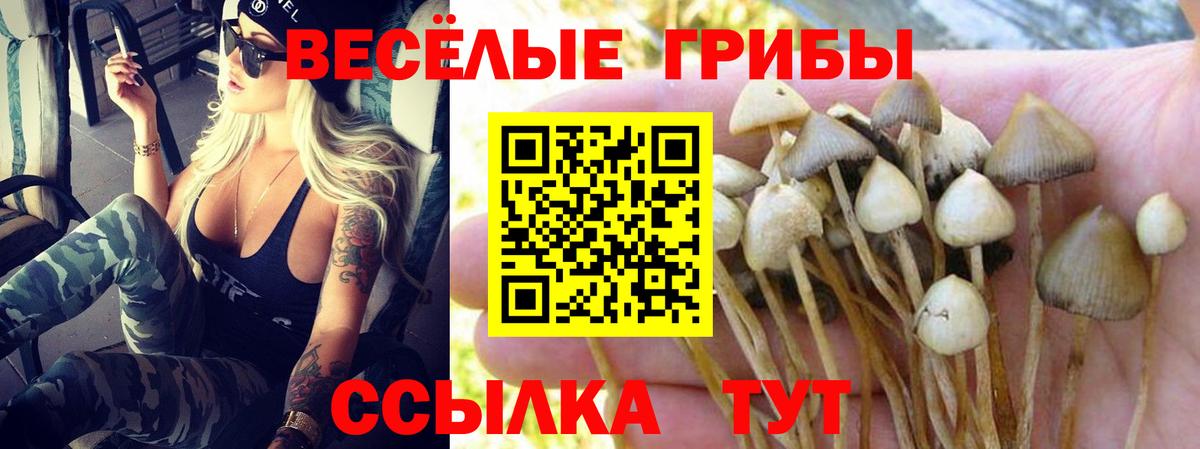 Галлюциногенные грибы Psilocybine cubensis Камышин